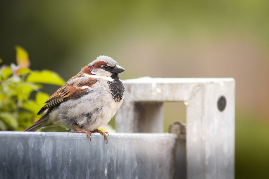 birds wallpaper pack