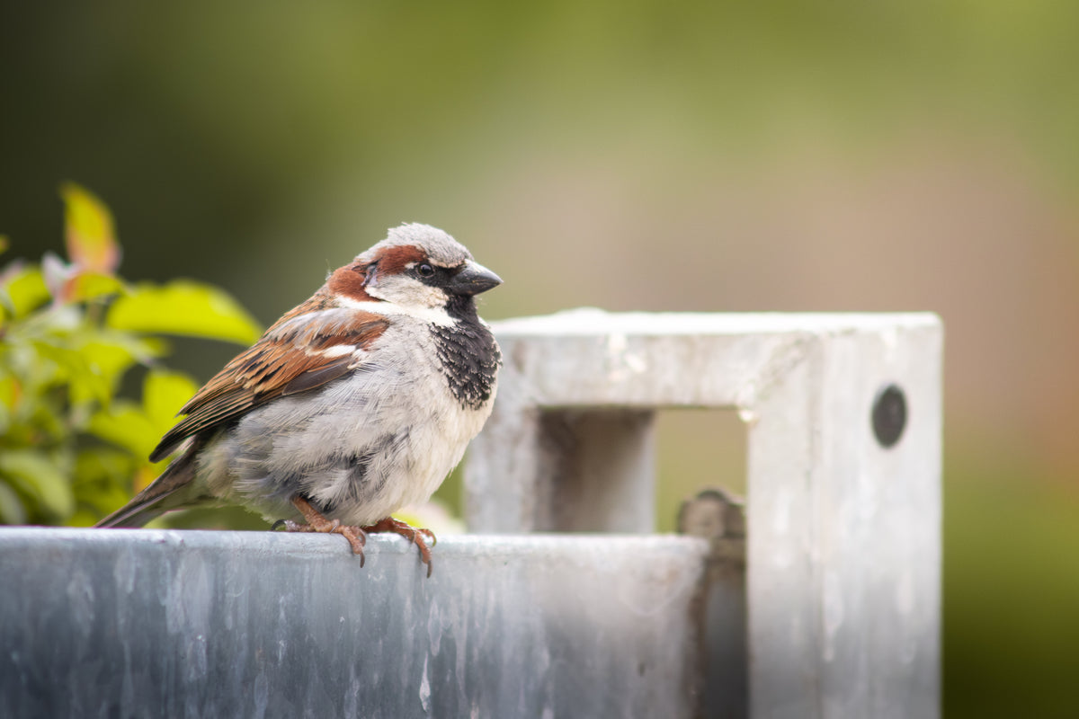 birds wallpaper pack