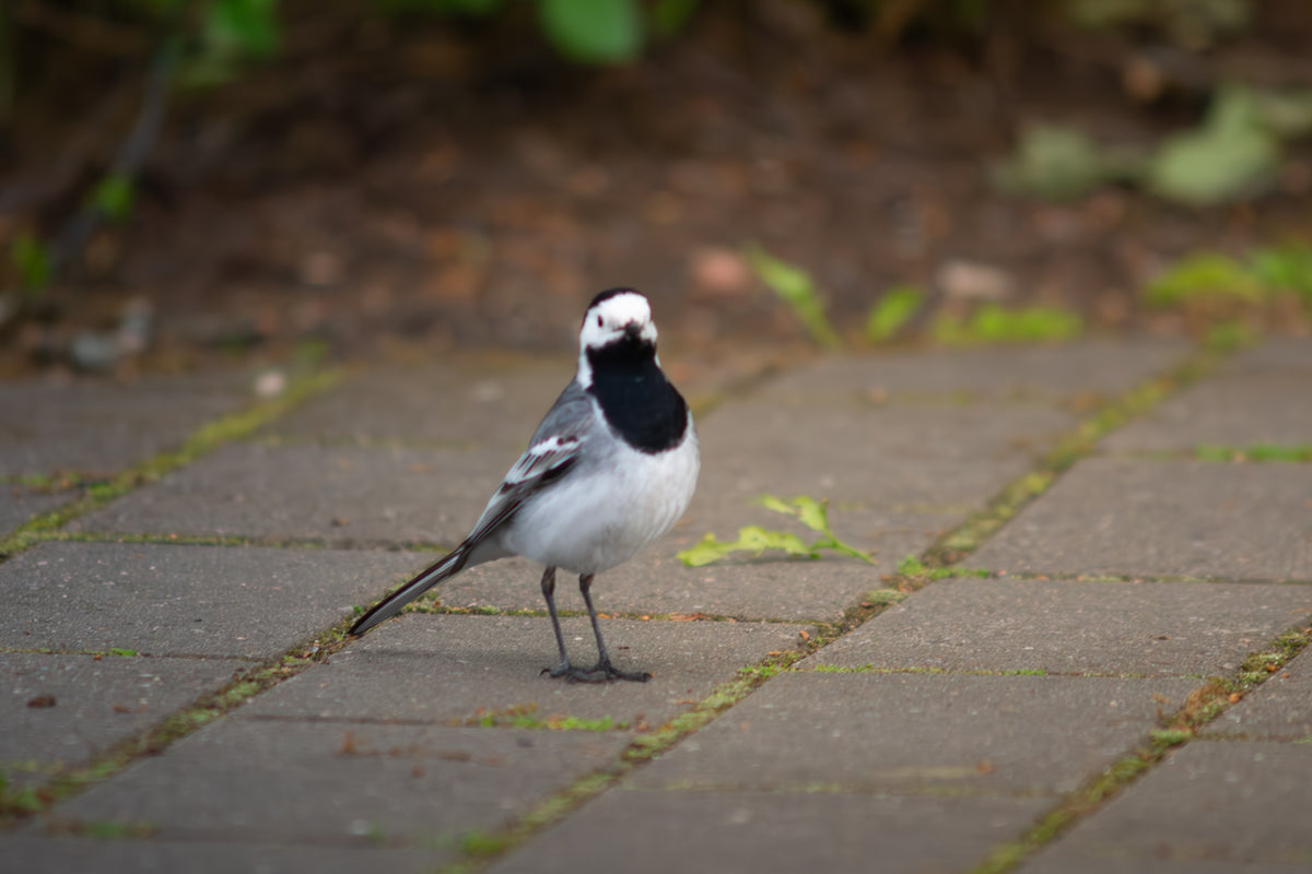 birds wallpaper pack
