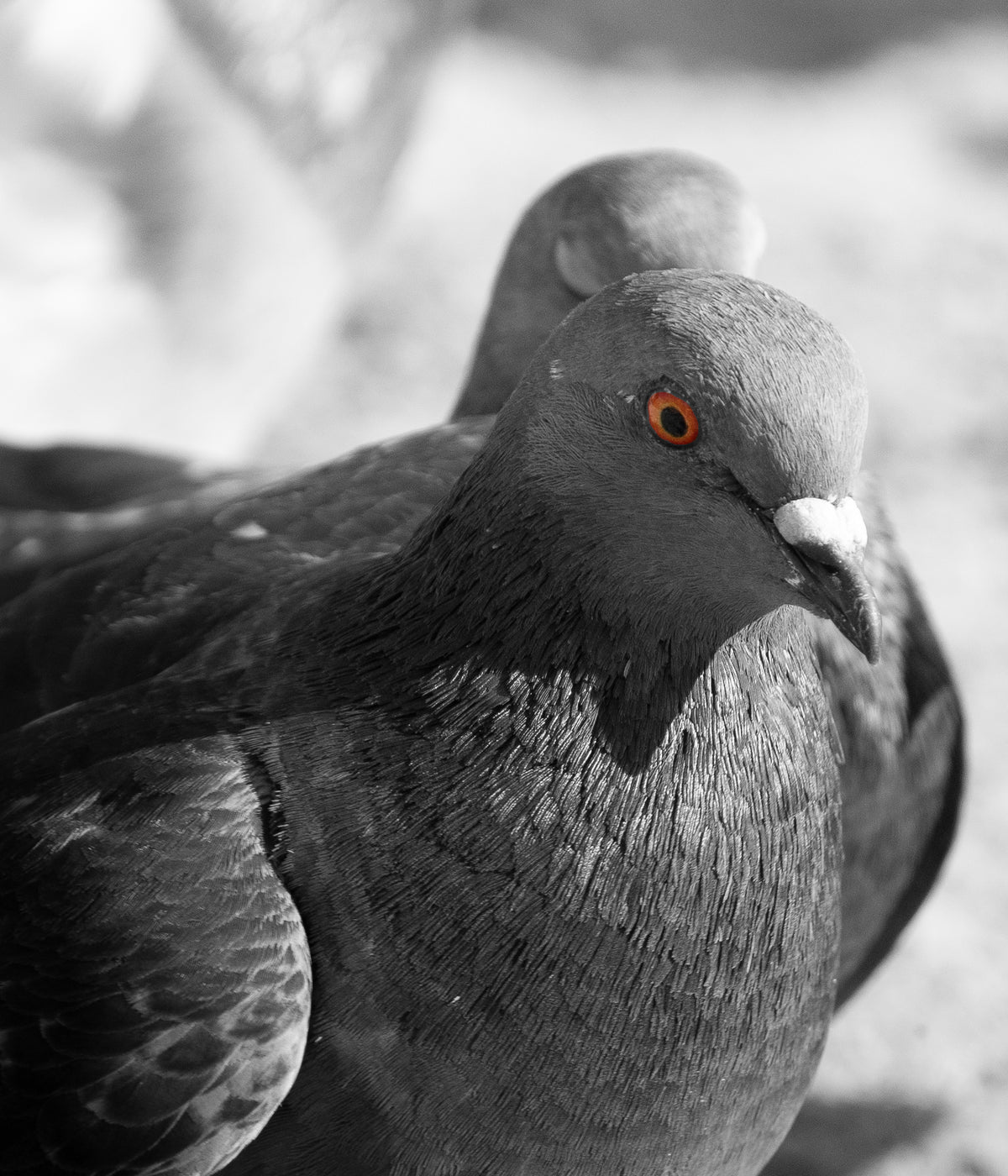 birds wallpaper pack