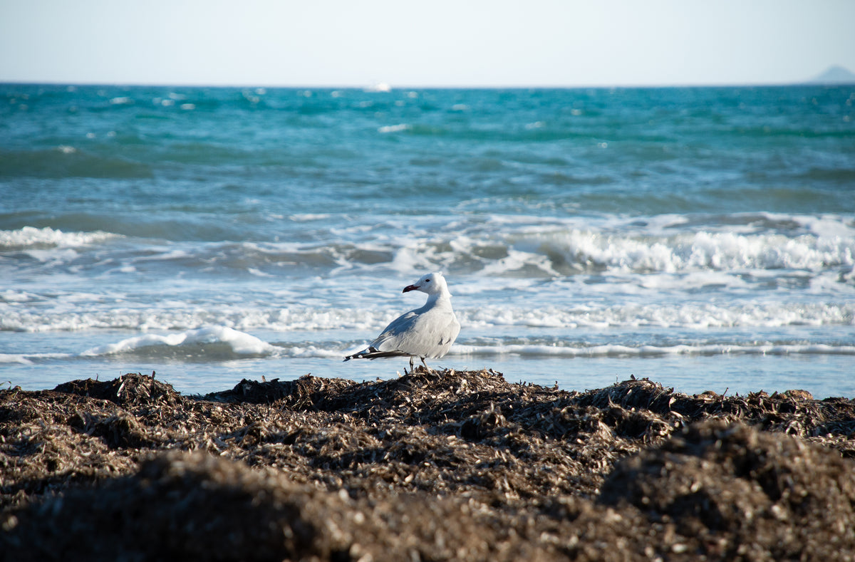 birds wallpaper pack