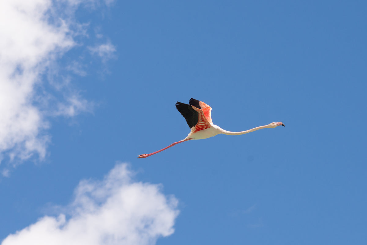 birds wallpaper pack